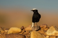 Belorit saharsky - Oenanthe leucopyga - White-crowned wheatear 1507